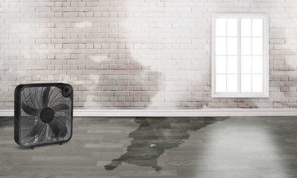 Best Water damage restoration near me  in Sutton Alpine, AK